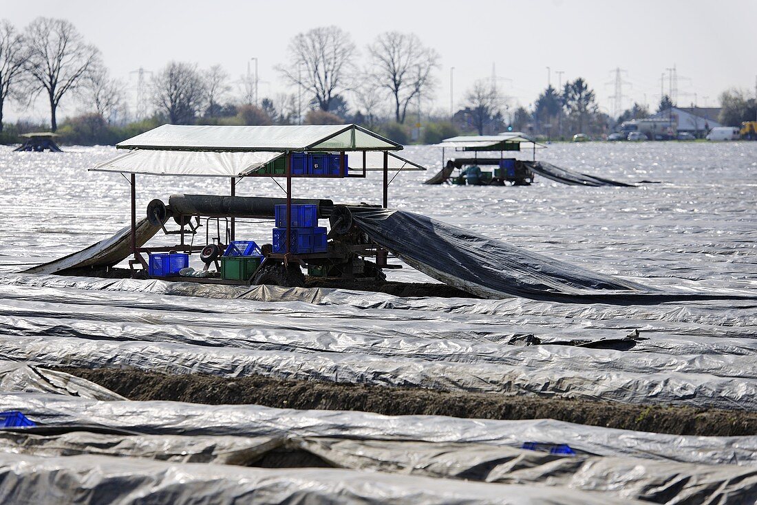 Asparagus field covered in plastic