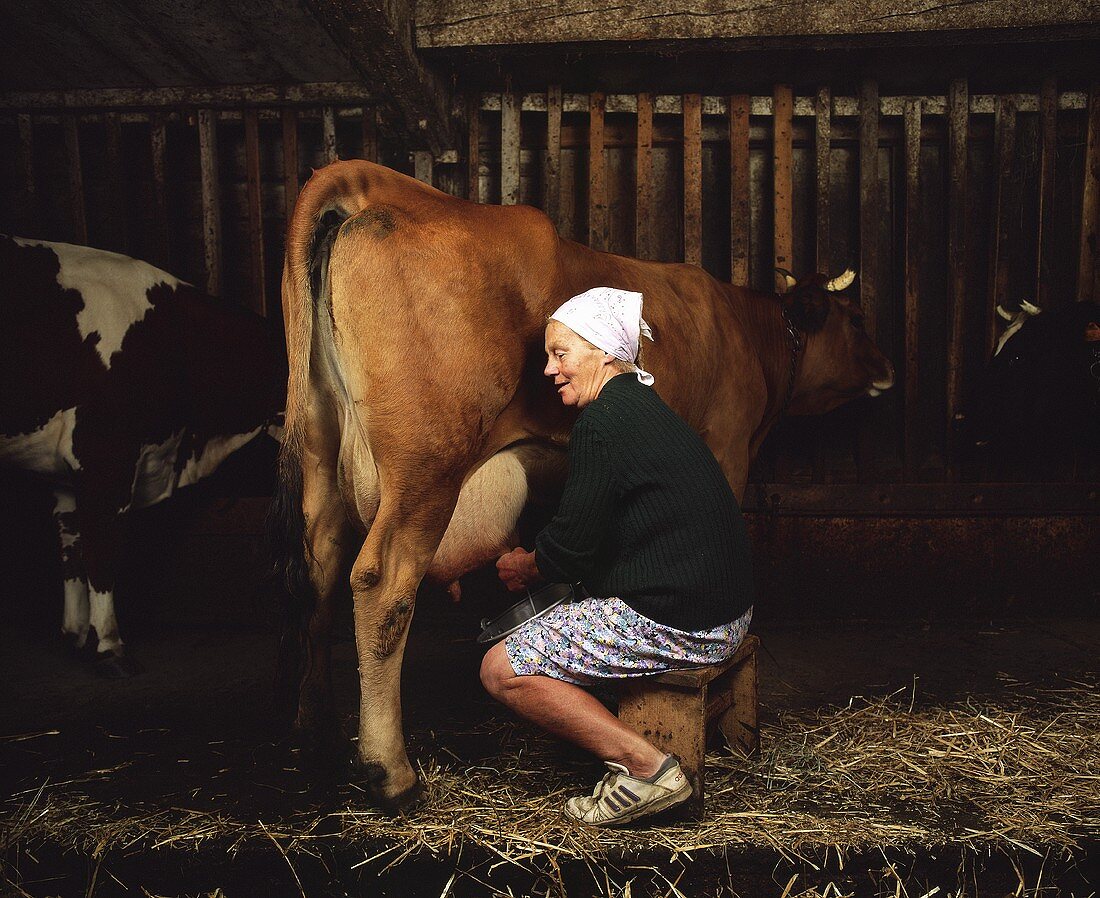 Frau beim Melken von einer Kuh im Stall