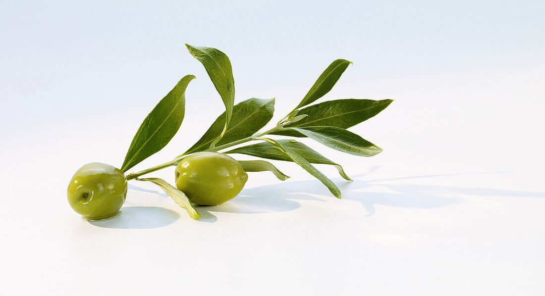 Olivenzweig und grüne Oliven