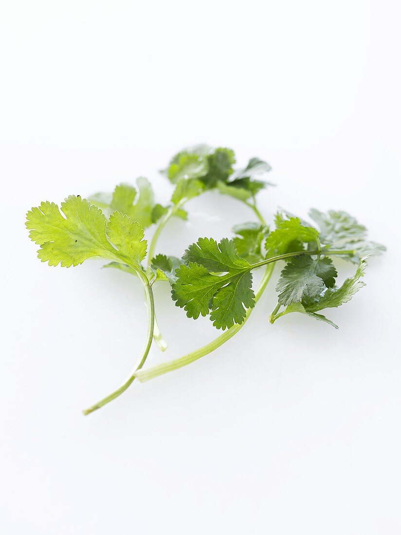 Coriander