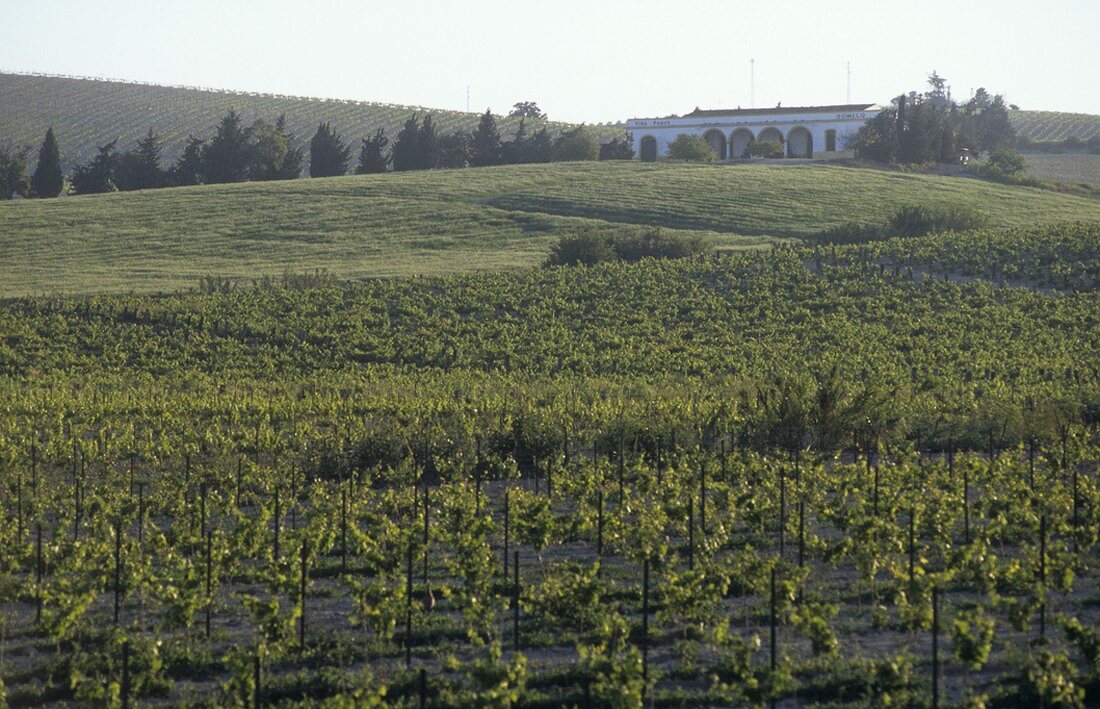 Reben des Weingutes Domecq, Jerez, Andalusien, Spanien