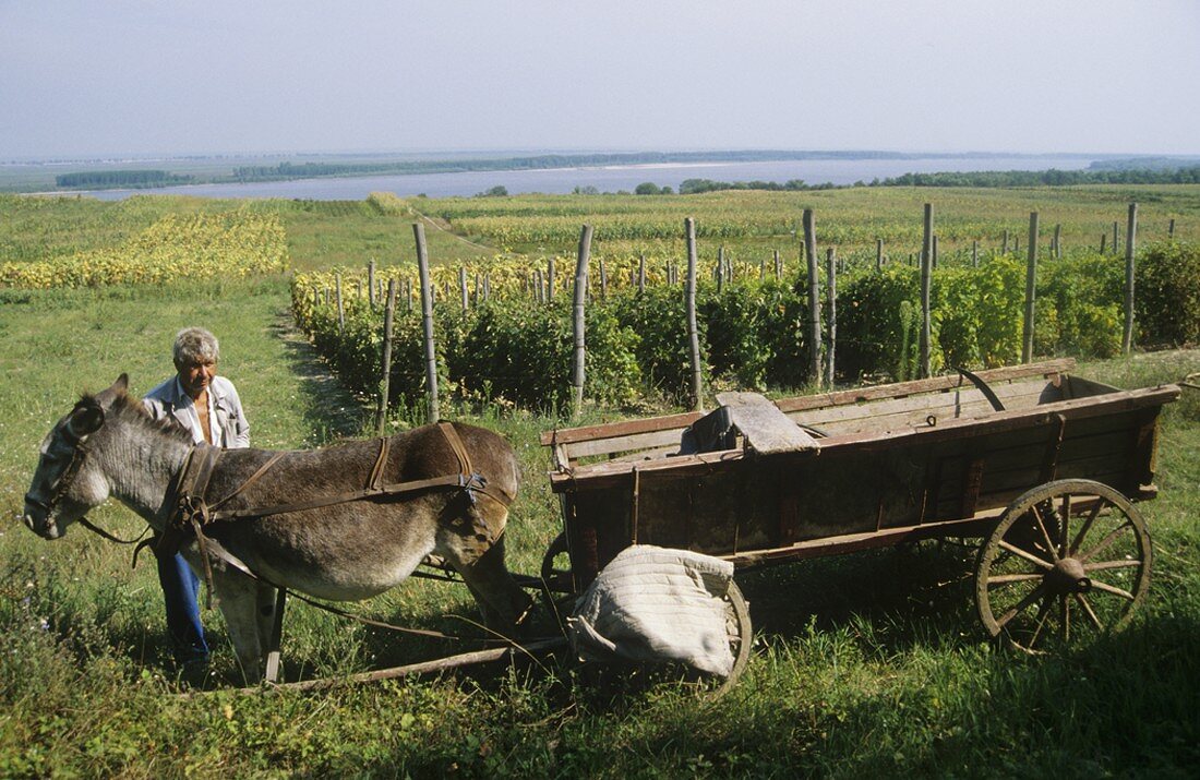 Bauer mit Eselwagen vor Rebberg an der Donau, Svischtov, Bulgarien