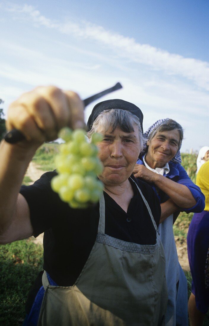 Picking Chardonnay grapes for the Vinprom in Rousse, Bulgaria