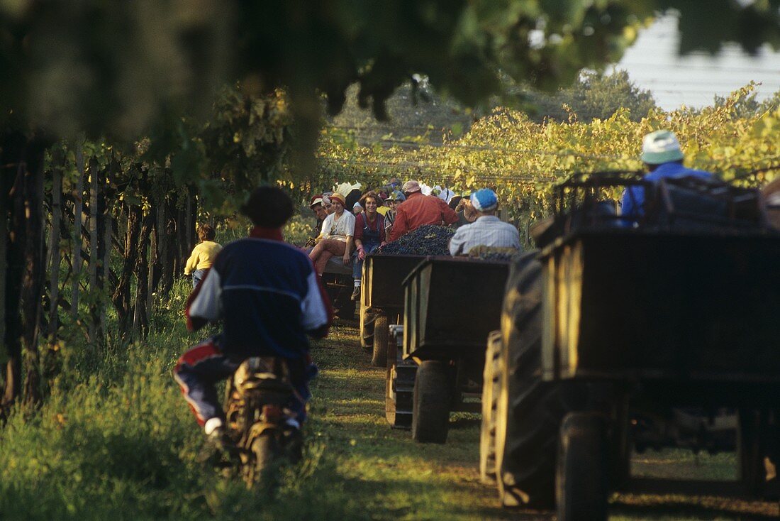 Erntekolonne in Colli Etruschi Viterbesi DOC, Lazio, Italien