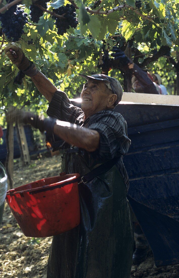 Picking Montepulciano grapes, Villa Medoro estate, Italy