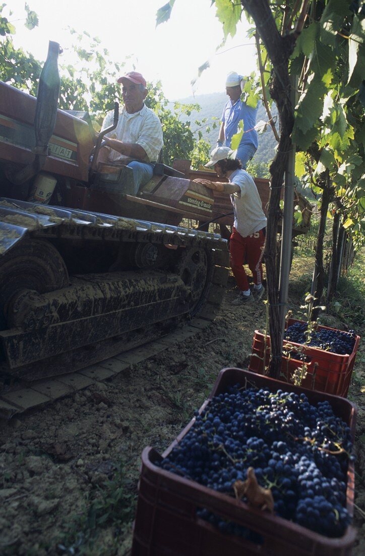 Picking Montepulciano grapes, Bruno Nicodemi estate, Abruzzo