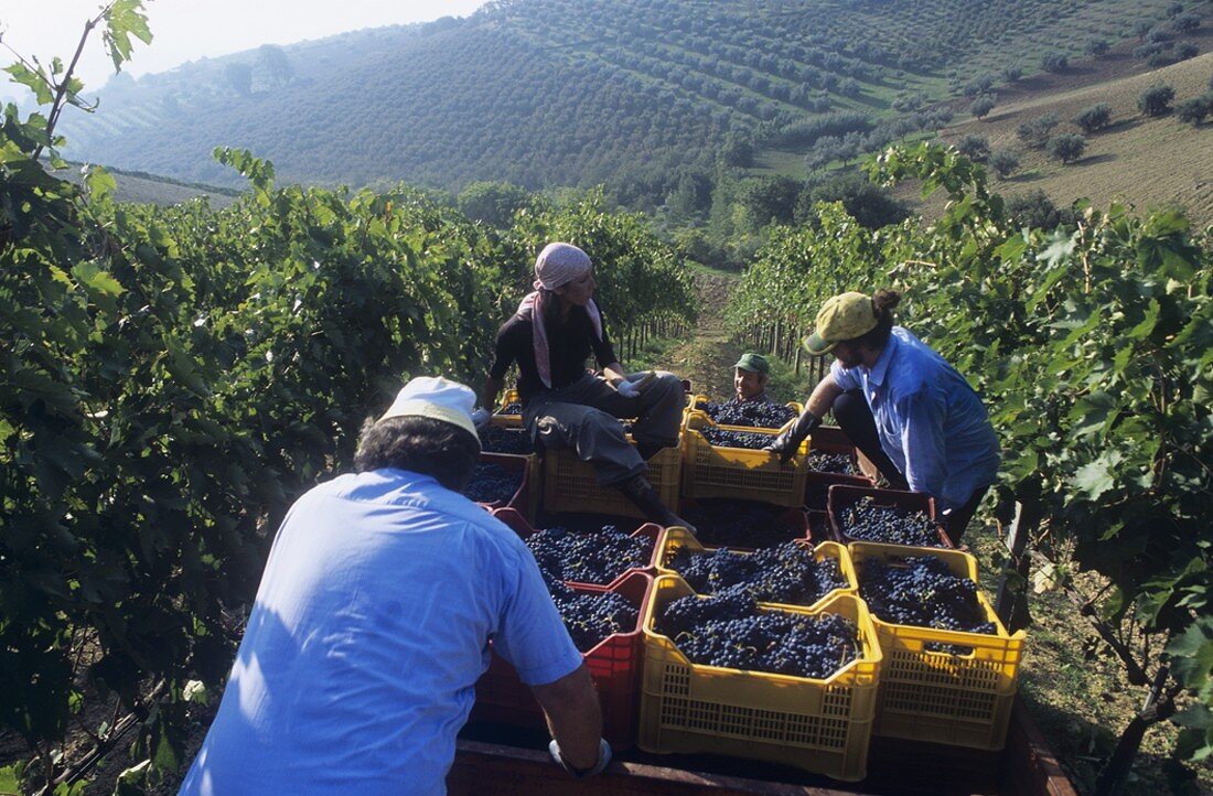 Picking Montepulciano grapes, Bruno Nicodemi, Abruzzo, Italy