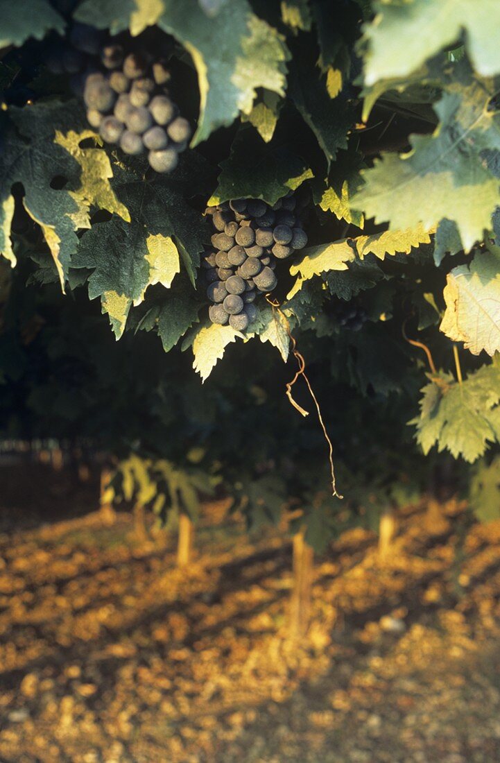Montepulciano-Trauben vom Weingut Valentini, Abruzzen, Italien