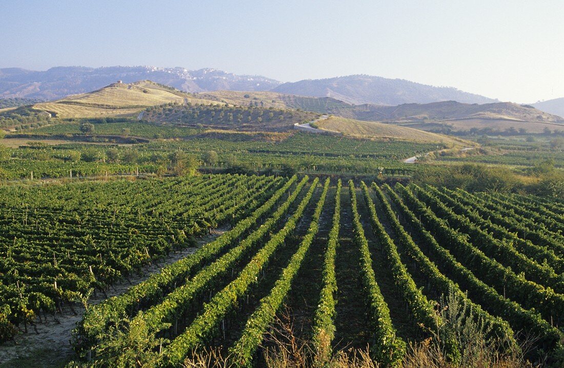 Reblagen des Weingutes Librandi, Weinbaugebiet Cirò, Kalabrien, Italien