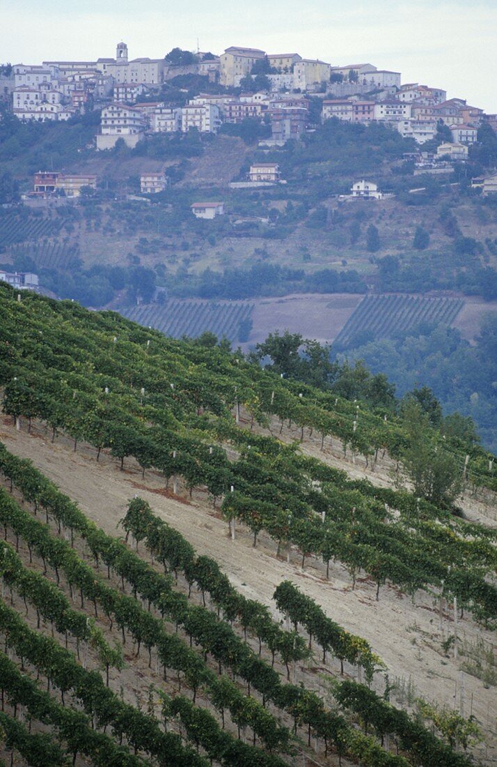 Montefusco im Weinanbaugebiet des Taurasi DOCG, Avellino, Kampanien, Italien