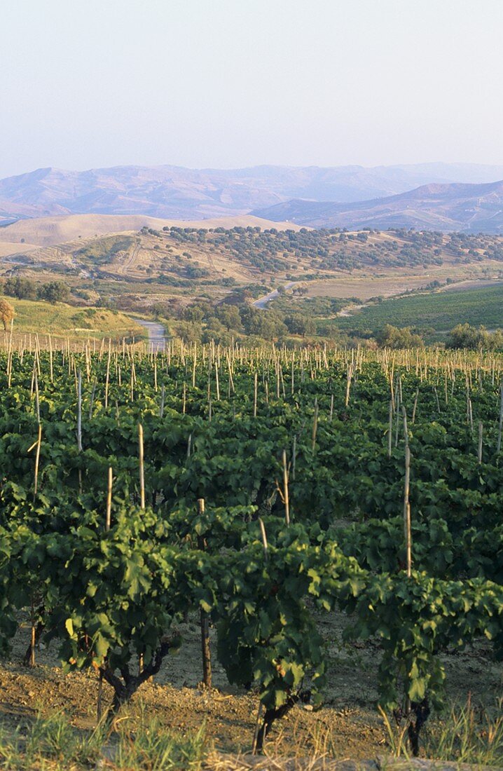 Weinbaugebiet Cirò, Kalabrien, Italien