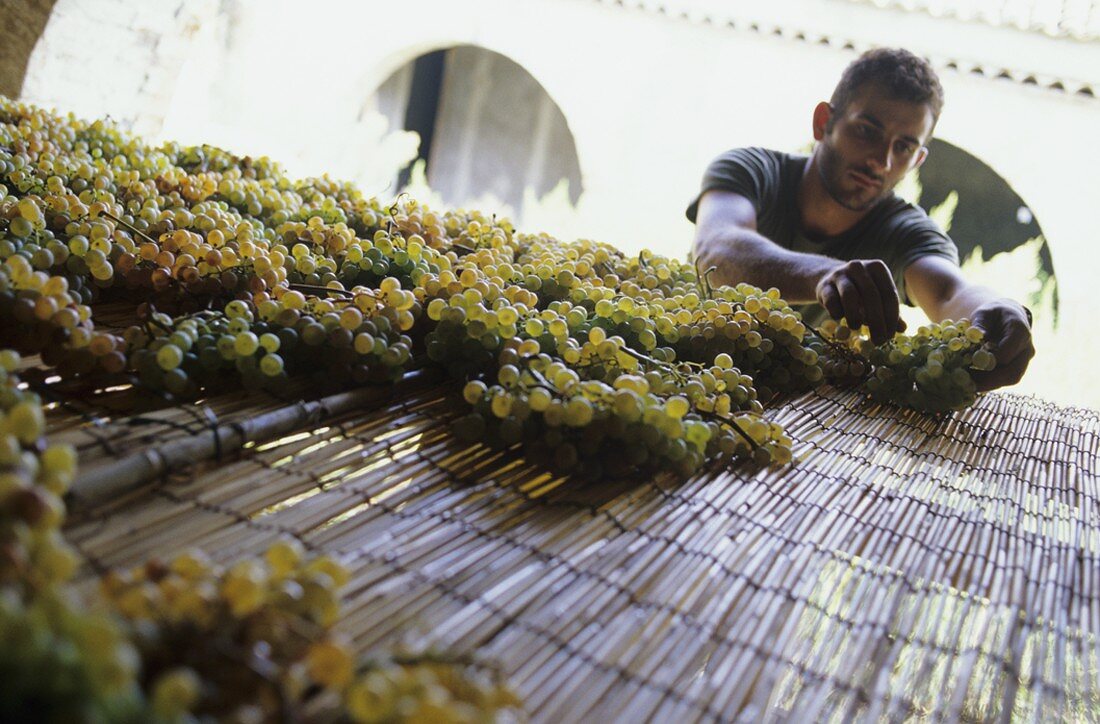 Drying Greco grapes, Fattoria San Francesco, Ciro, Calabria, Italy