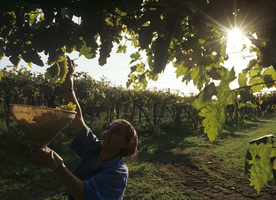 Ernte in Pergelanlagen in den Colli Etruschi Viterbesi DOC, Latium, Italien