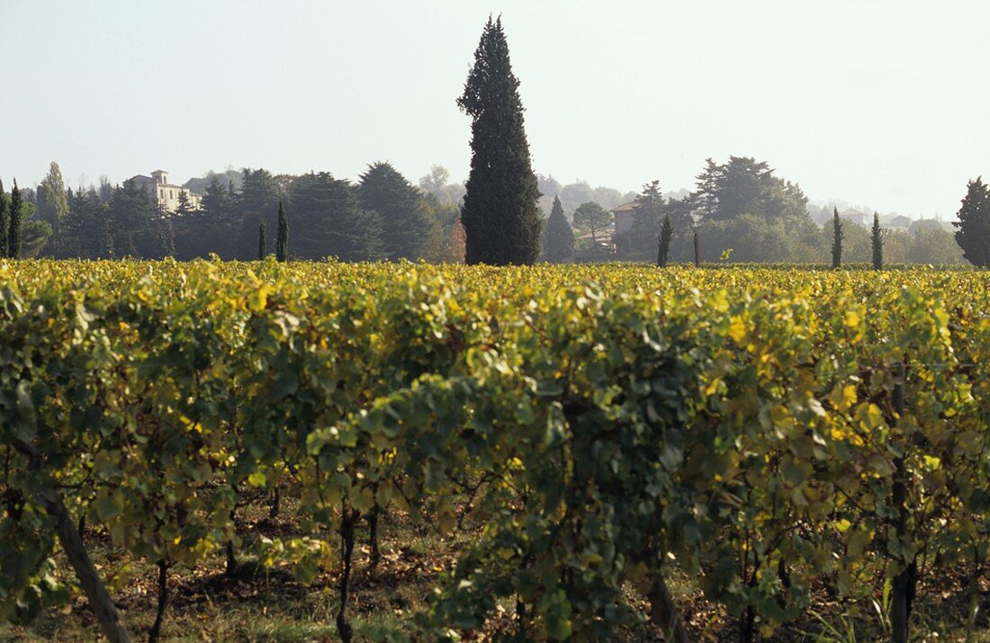 Franciacorta, Schaumweinregion, Lombardei, Italien