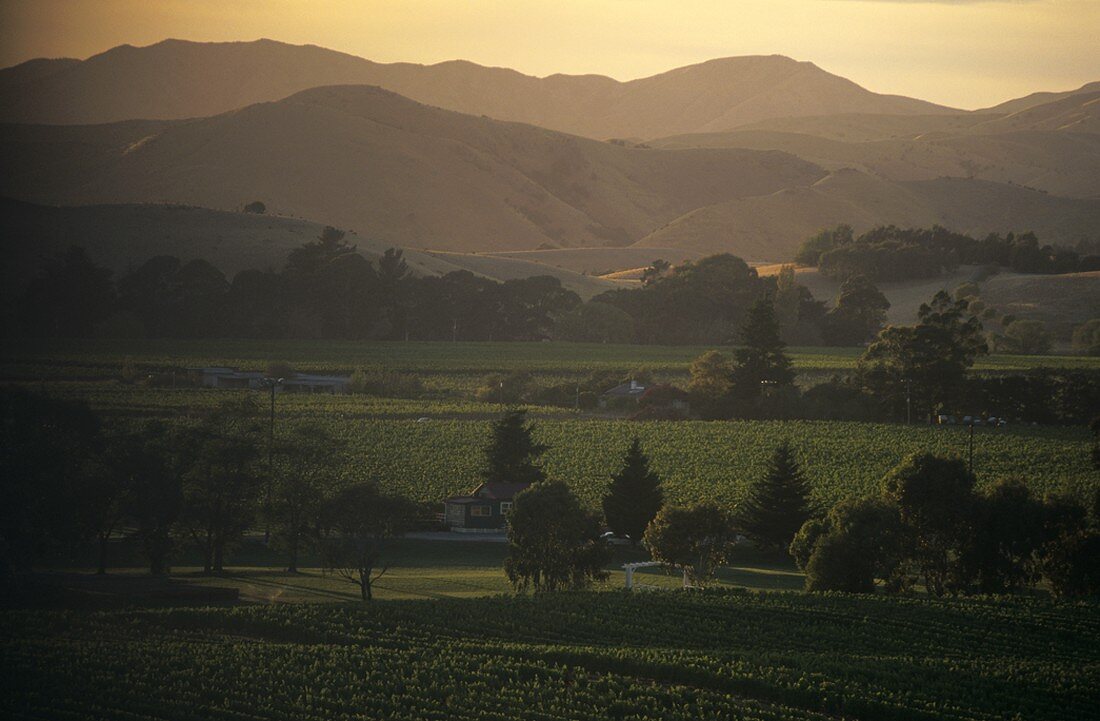 Reblandschaft im Marlborough, Neuseeland