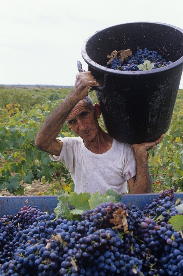 Picking Primitivo grapes, Accademia dei Racemi, Manduria, Apulia, Italy