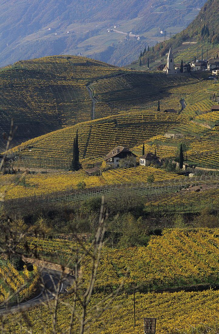 Vernatsch grapes on pergolas, St. Magdalena, S. Tyrol, Italy