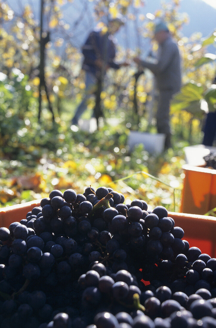 Picking Blauburgunder grapes, Osterfingen, Schaffhausen, Switzerland