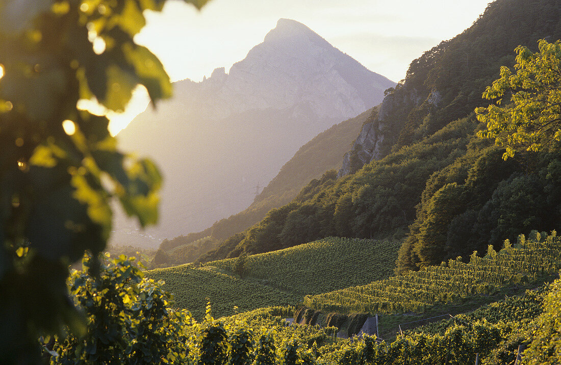 Vineyards in Fläsch, Bündner Herrschaft, Graubünden, Switzerland