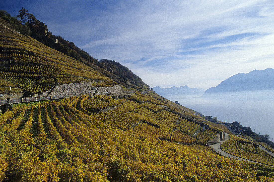 Calamin & Dézaley, Grand Cru sites for Chasselas wine, Lavaux, Vaud, CH