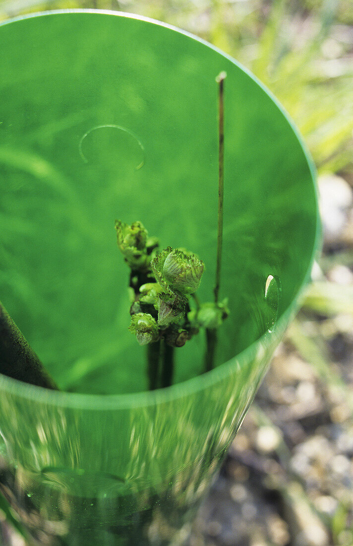 Jungrebe mit grünen Plastikzylinder, Waadt, Schweiz