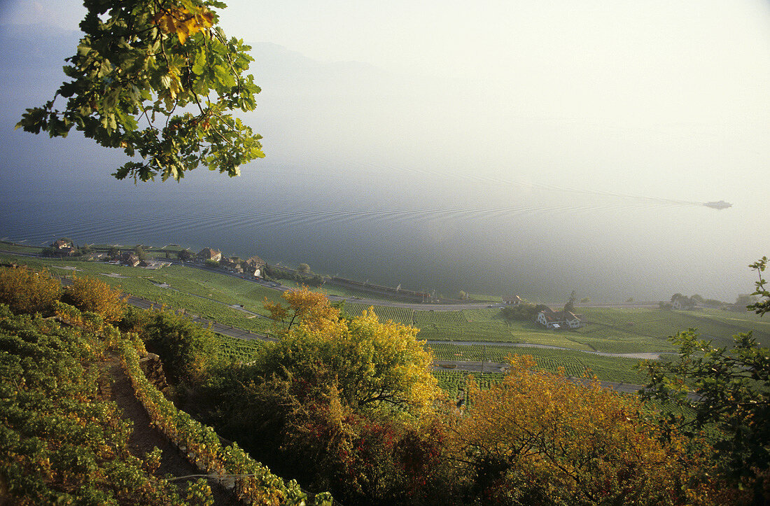 Dézaley, Grand Cru Lage für Chasselaswein, Lavaux, Waadt, Schweiz