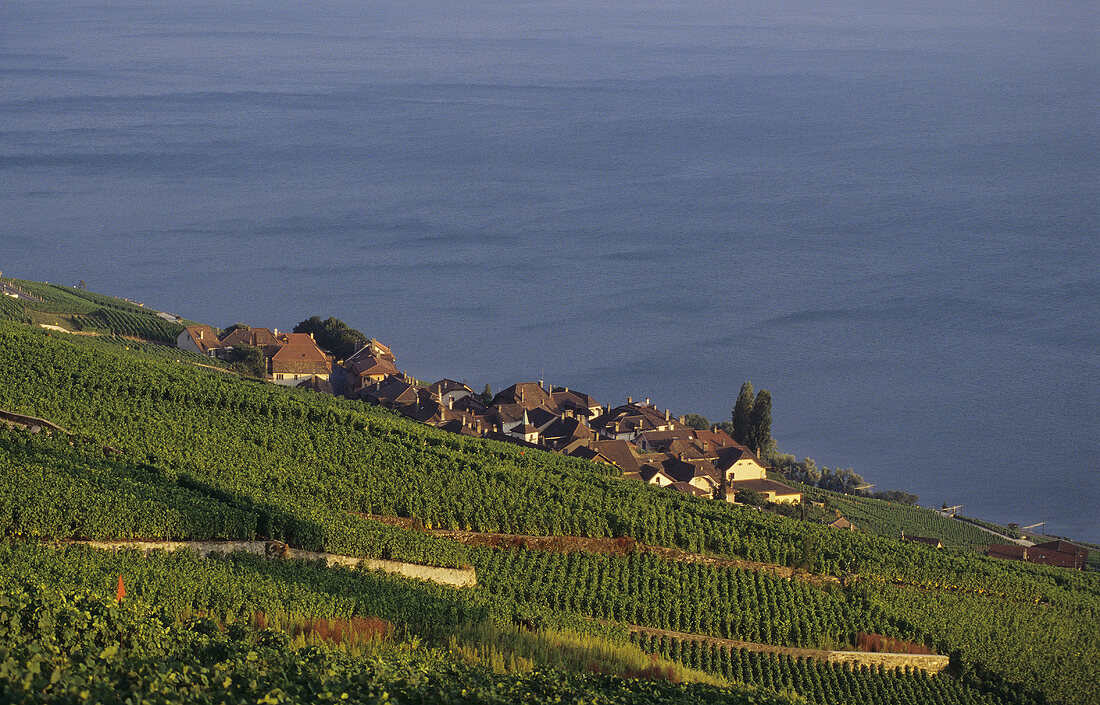 Wine village of Epesses on Lake Geneva, Lavaux, Vaud, Switzerland