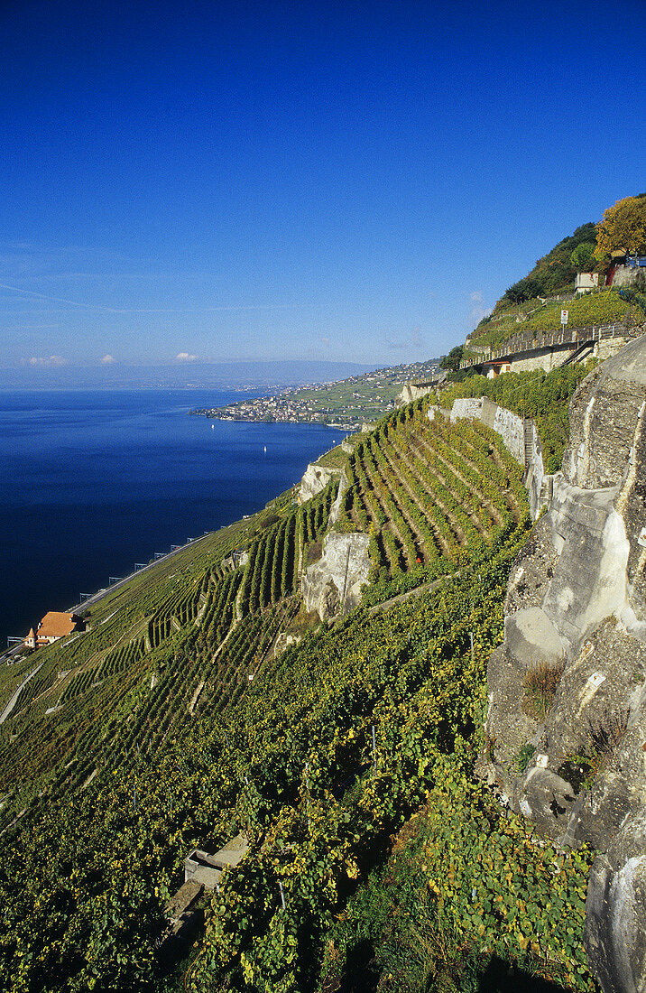 Chasselas on Dézaley Grand Cru site, Lavaux, Vaud, Switzerland