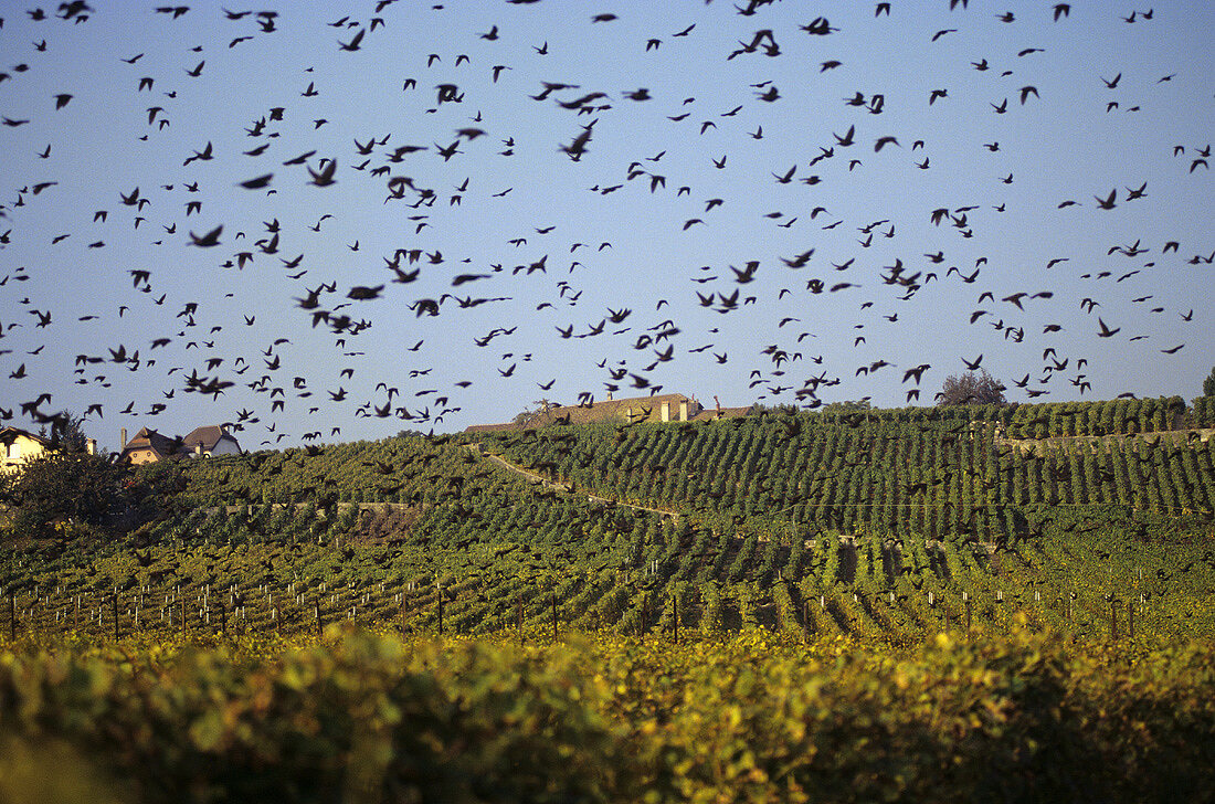 Starlings flying over vineyards, Lavaux, Vaud, Switzerland