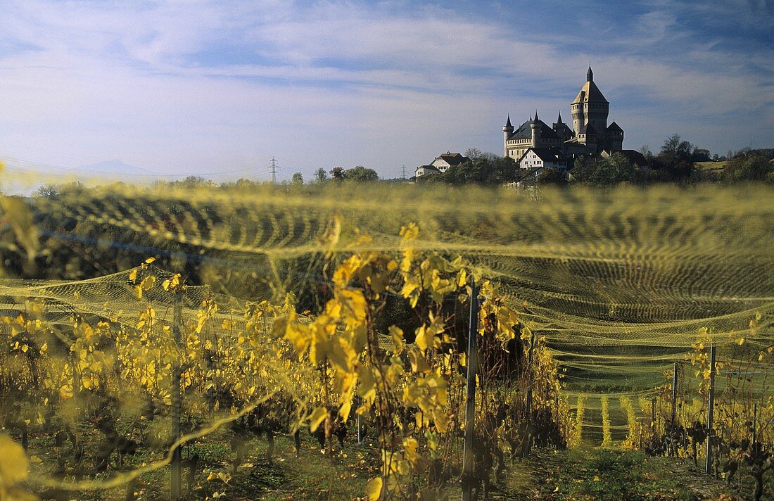 Spätlese von Gamay Trauben, Vufflens-le-Château, Morges, Waadt, Schweiz