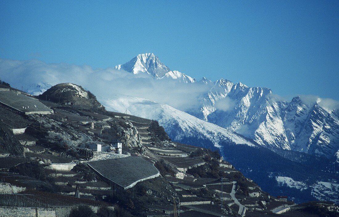 Terraced vineyards, Sierre, Valais, Switzerland