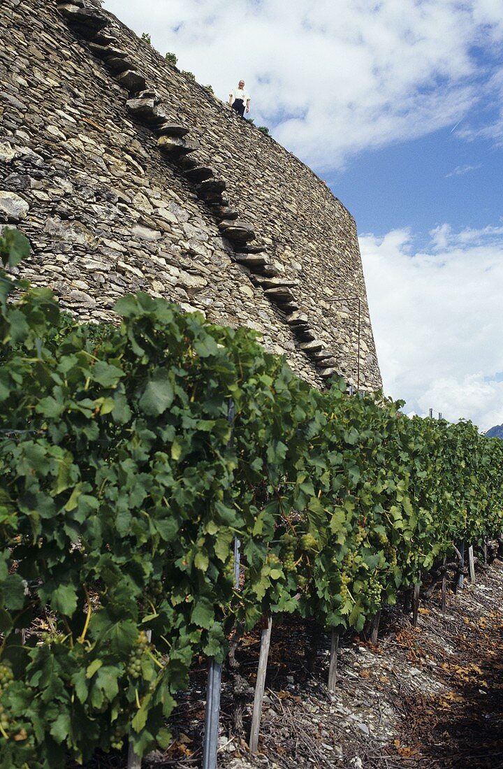 Weinterrassen, Weingut Gilliard, Sion, Wallis, Schweiz