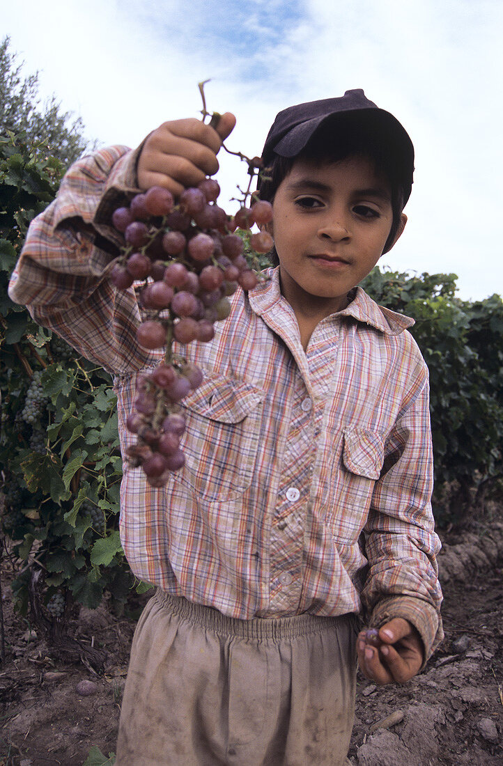 Child holding Traminer grapes, Mendoza, Argentina