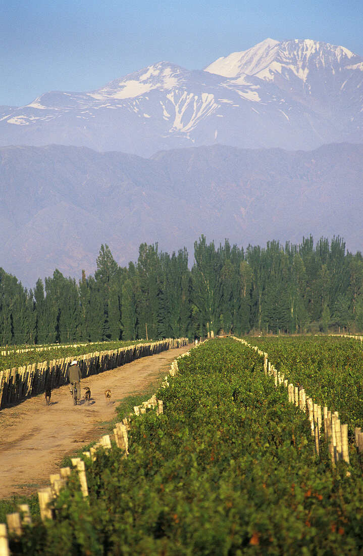 Vines in the Lujan DOC region, Mendoza, Argentina