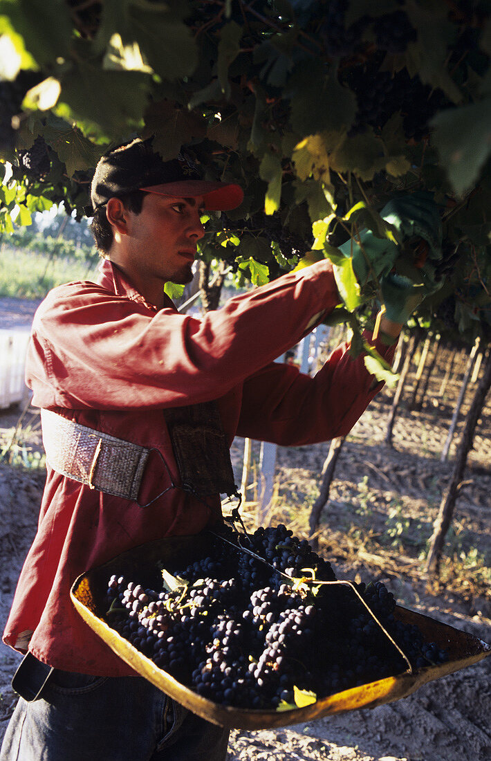 Picking Malbec grapes, Familia Zuccardi, Maipu, Mendoza, Argentina