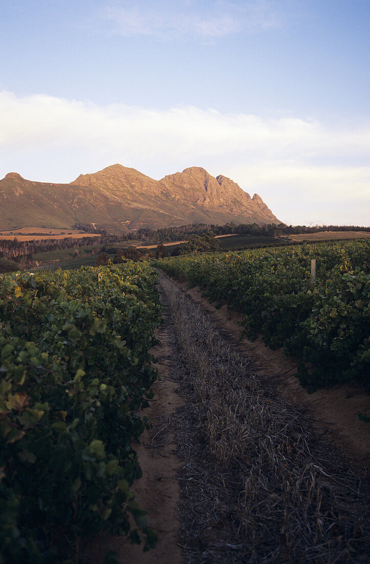 Rebberge des Weingutes Uitkyk, Stellenbosch, Südafrika