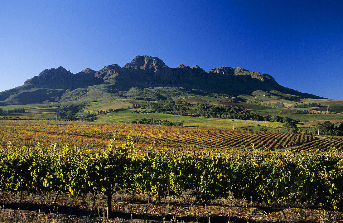 Rebberge vor den Helderberg Mountains, Stellenbosch, Südafrika