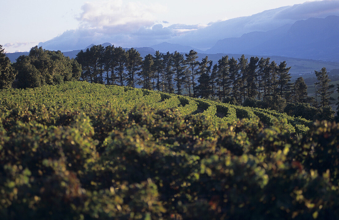 Weinberg vom Warwick Estate, Stellenbosch, Südafrika