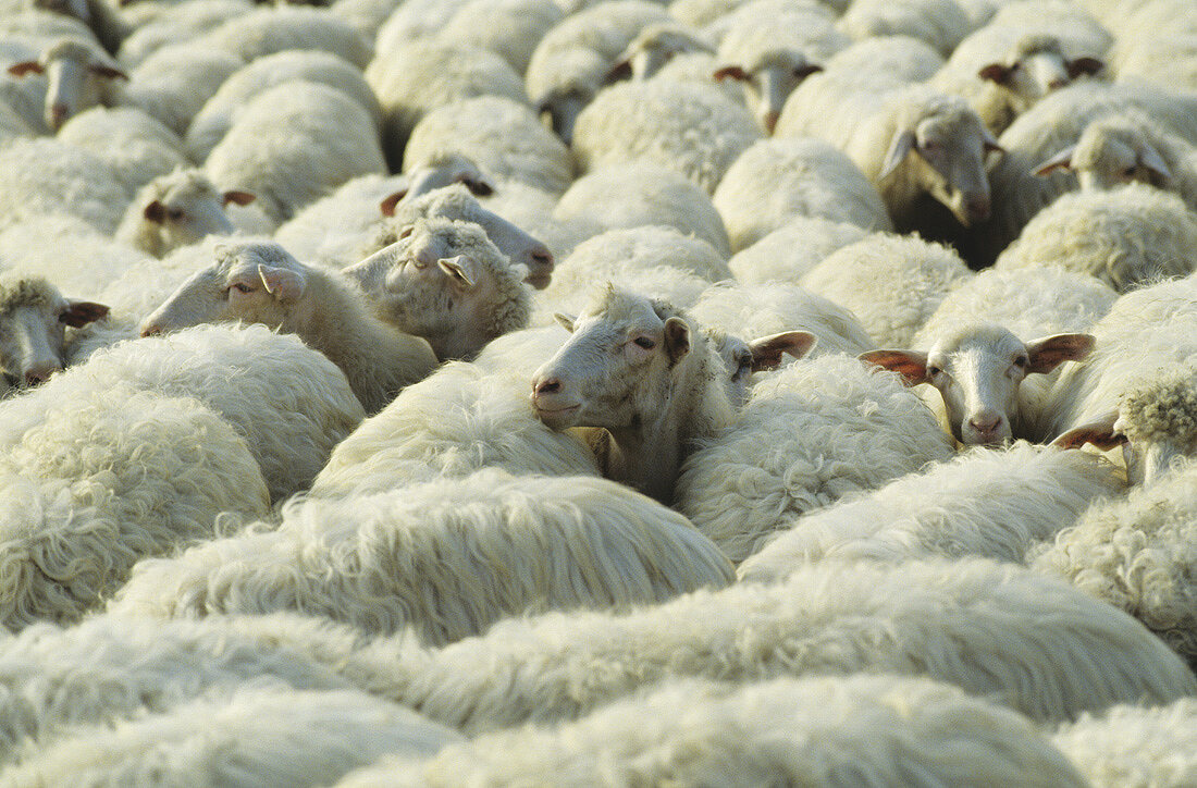 Flock of sheep, South Island, New Zealand