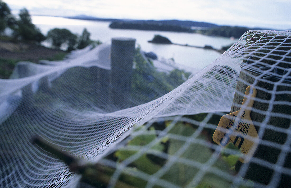 Reben mit Vogelschutznetzen, Te Whau Vinyards, Waiheke Island, Neuseeland