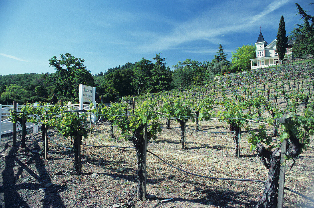 St. Clement Winery, St. Helena, Napa Valley, California, USA