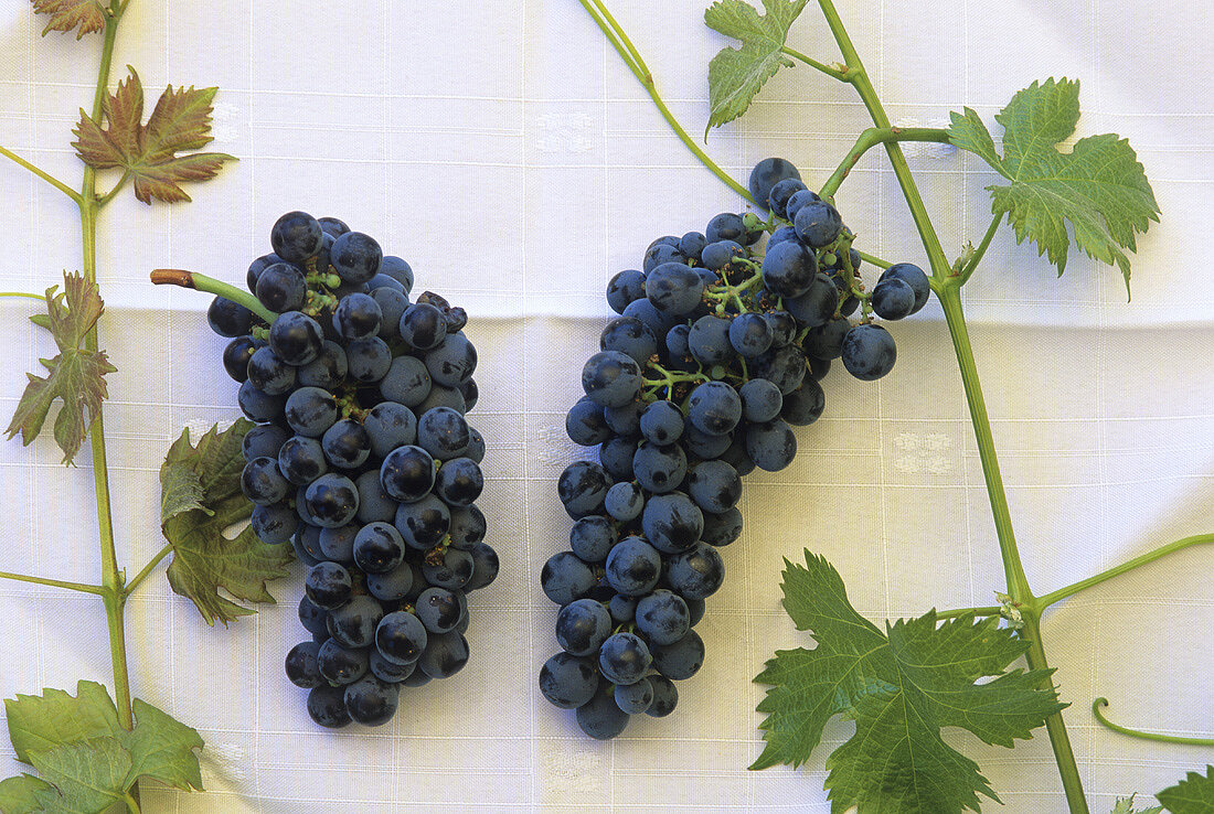 Carmenère (l) & Merlot (r), most important grape varieties in Chile