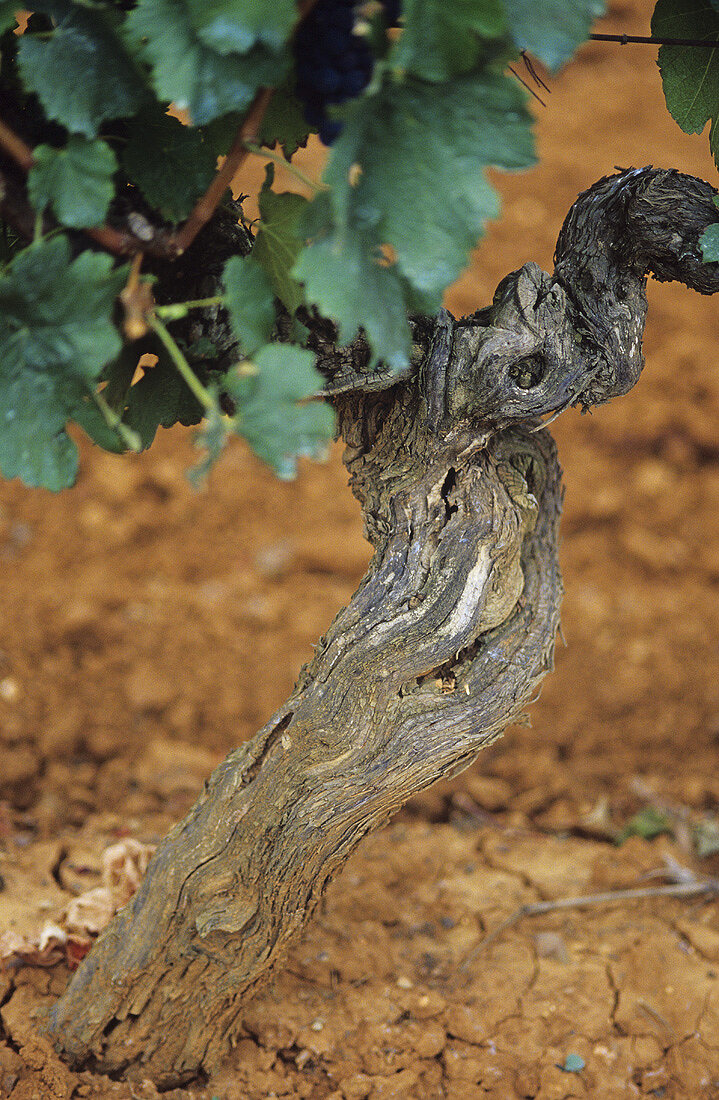 Old Shiraz vine, Tyrrell's Wines, Pokolbin, Hunter Valley, AU