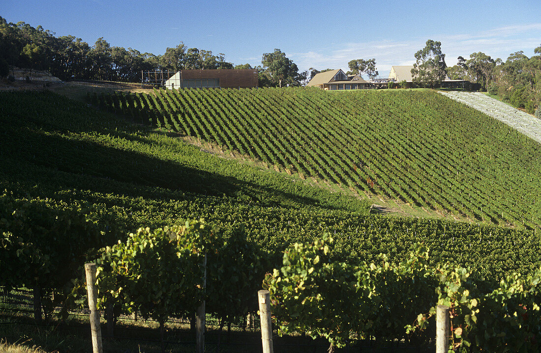 Coldstream Hills Winery, Yarra Valley, Victoria, NSW, Australien