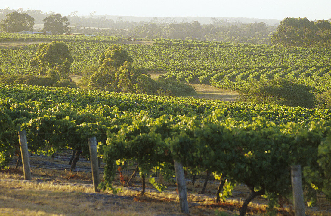 Rebberge mit Ekalyptusbäumen, Leeuwin Estate, Margaret River, Australien