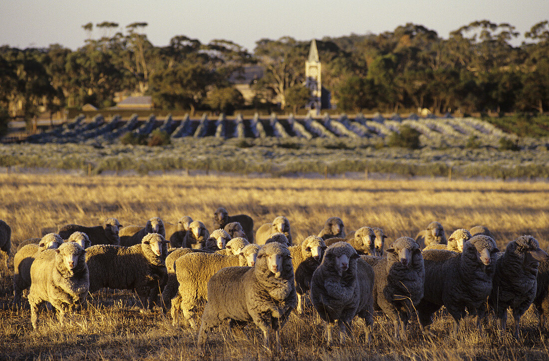 Rebberg für Hill of Grace, Stephen Henschke, Eden Valley, Australien