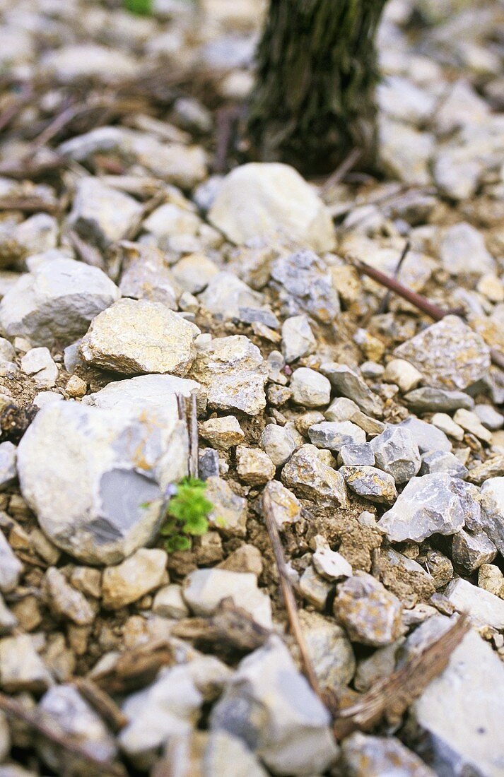 Soil profile (limestone & sandstone), Reicholzheim, Germany