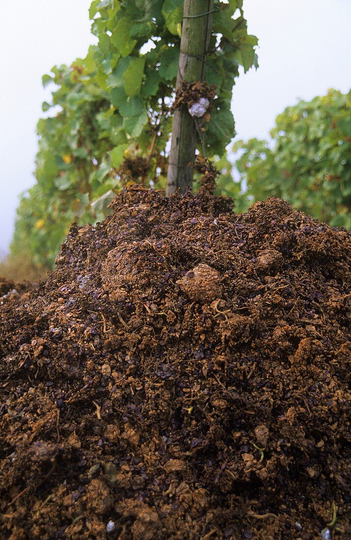 Pomace in vineyard to encourage yeast cultures