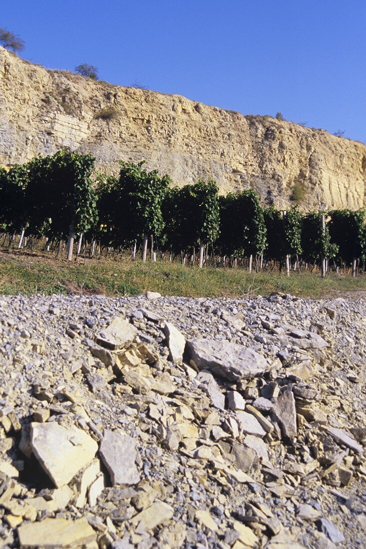 'Karsdorfer Hohe Gräte' single vineyard site, Saale-Unstrut, DE