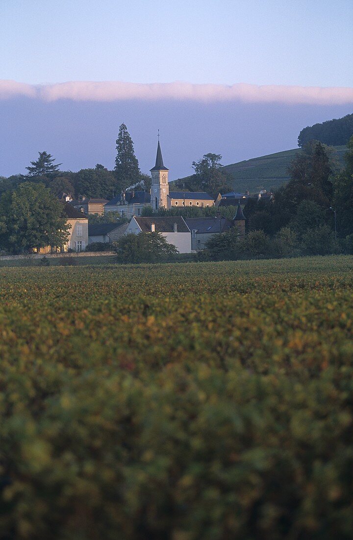 Der Weinort, Aloxe-Corton, Côte d'Or, Burgund, Frankreich